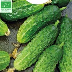 Pepino pequeno Diamante hyb. F1